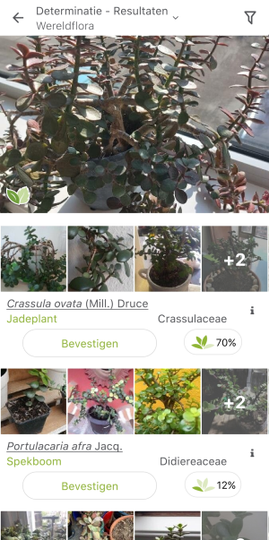 App PlantNet kan planten herkennen